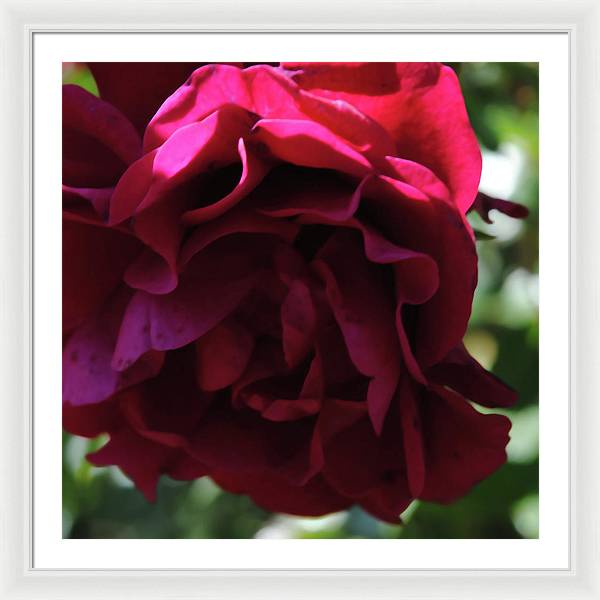 Dark Pink Flower - Framed Print