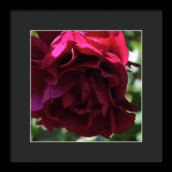 Dark Pink Flower - Framed Print