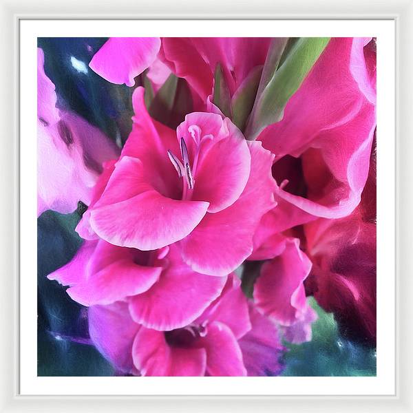 Dark Pink Gladiolas - Framed Print