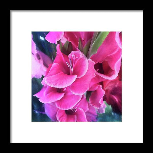 Dark Pink Gladiolas - Framed Print
