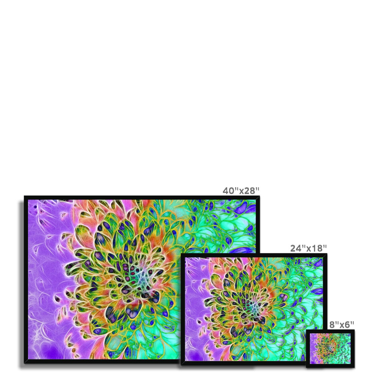 Abstract Peacock Chrysanthemum Framed Print
