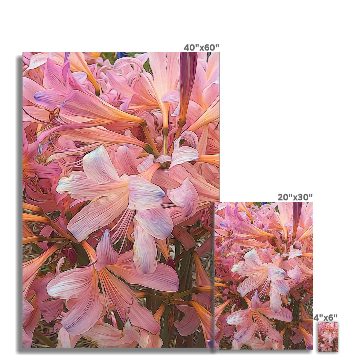 Pink Amaryllis Fine Art Print