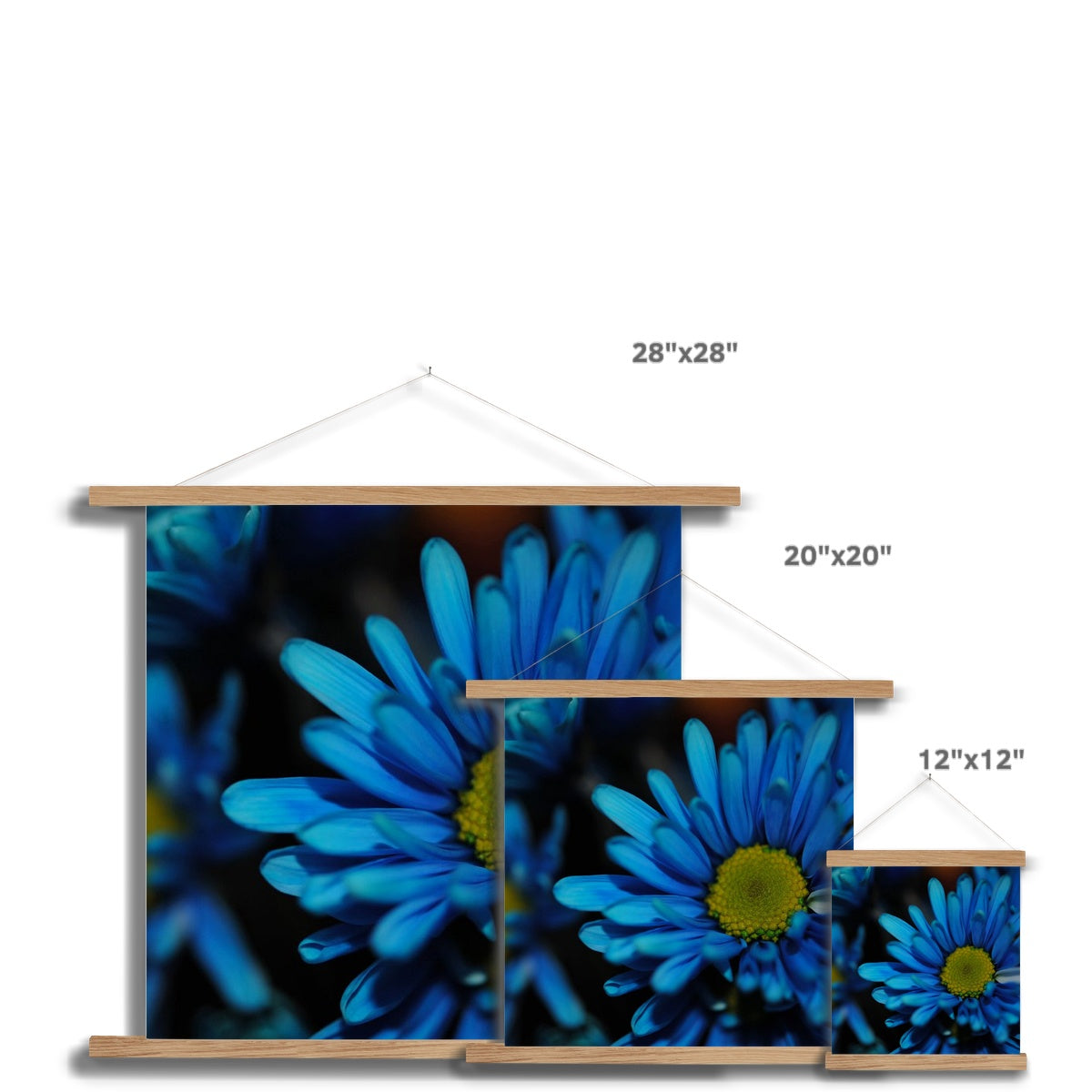 Blue Daisy Fine Art Print with Hanger