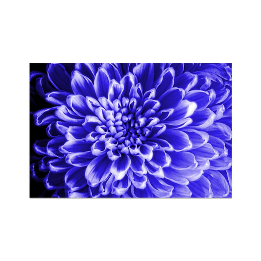 Blue Chrysanthemum Hahnemühle Photo Rag Print