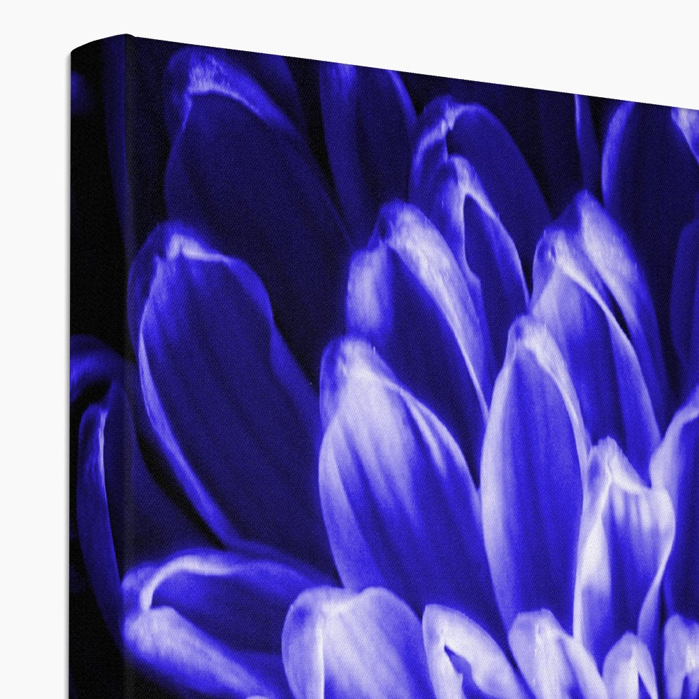 Blue Chrysanthemum Canvas
