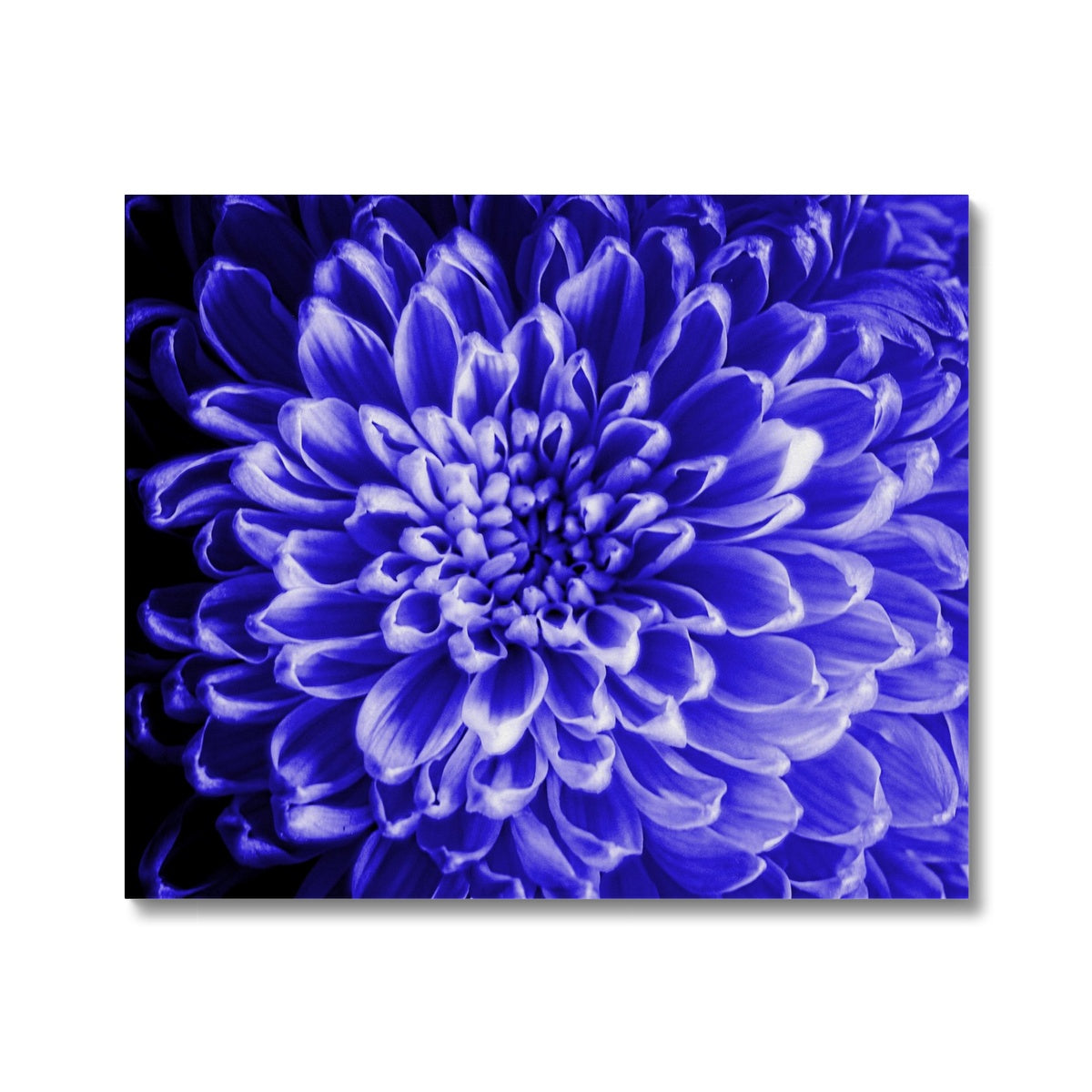 Blue Chrysanthemum Canvas