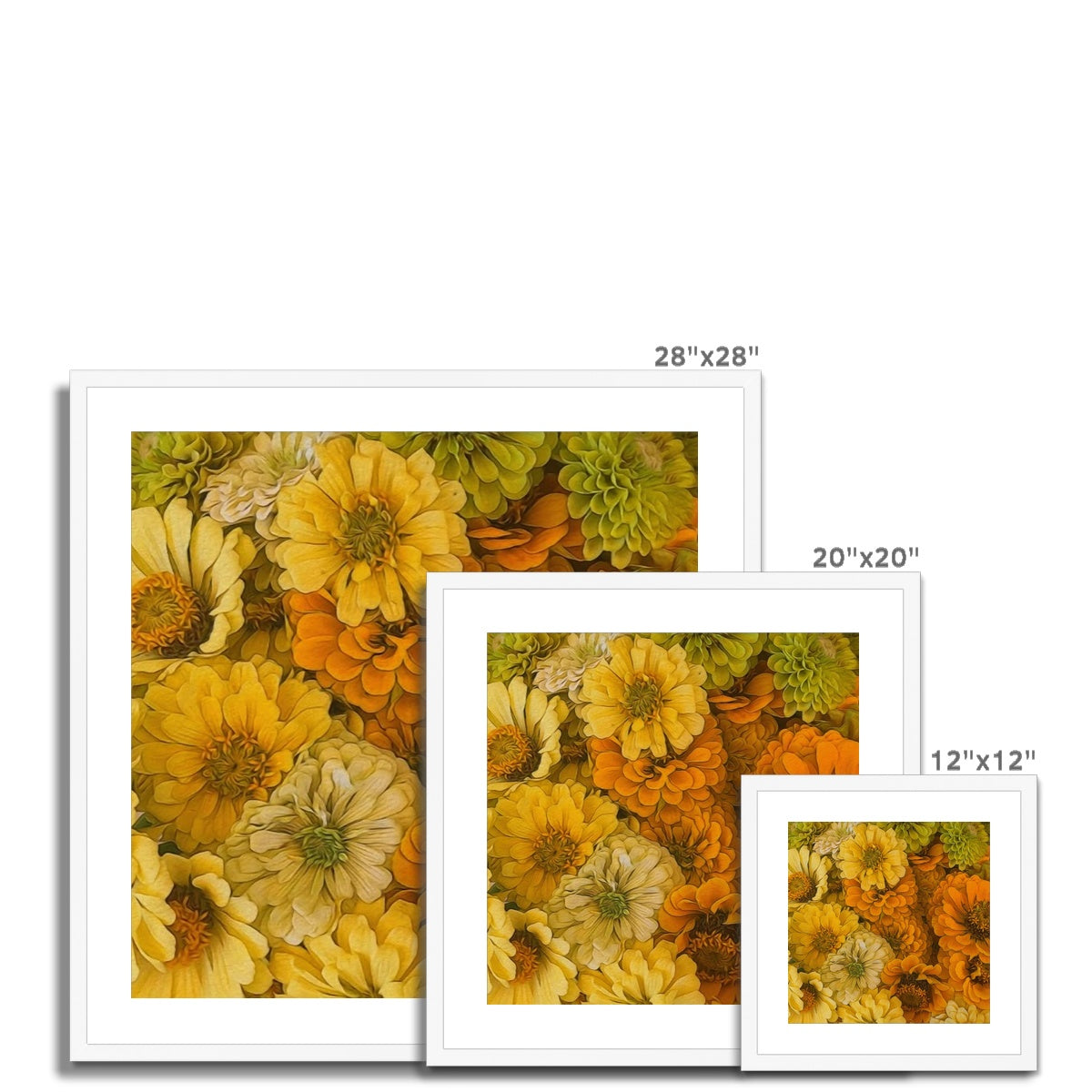 Yellow Zinnias Framed & Mounted Print