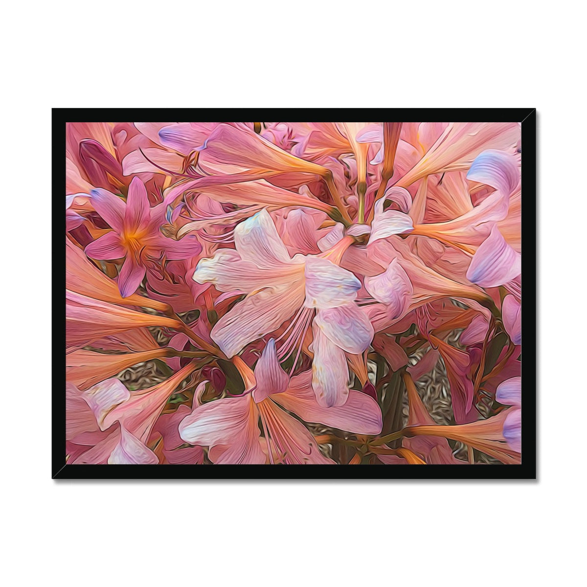 Pink Amaryllis Framed Print