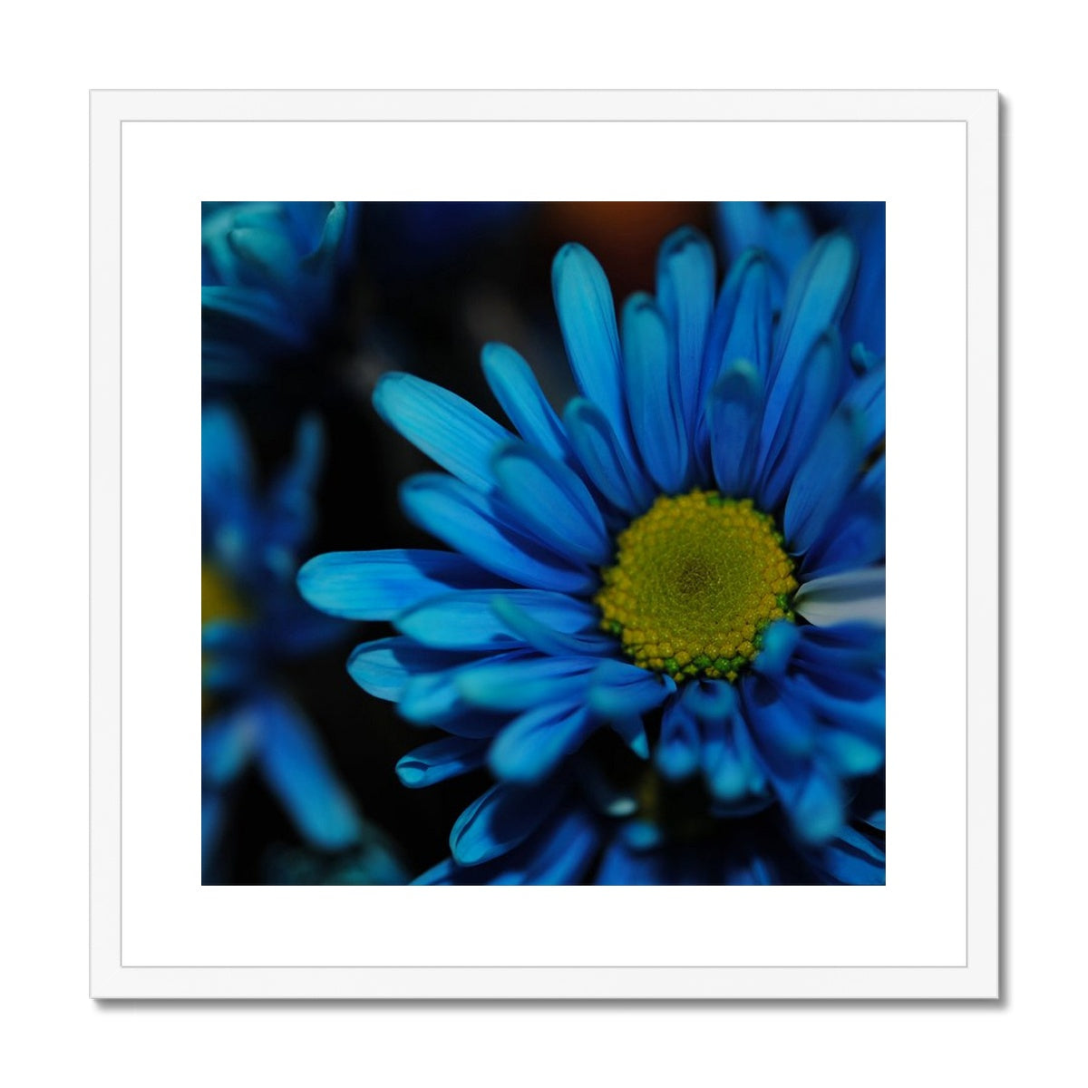 Blue Daisy Framed & Mounted Print