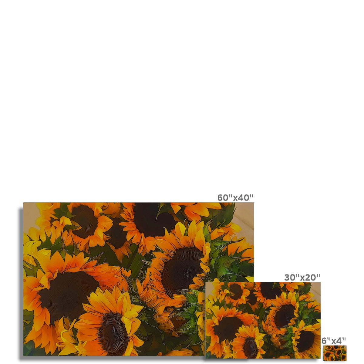 Sunflowers Hahnemühle Photo Rag Print