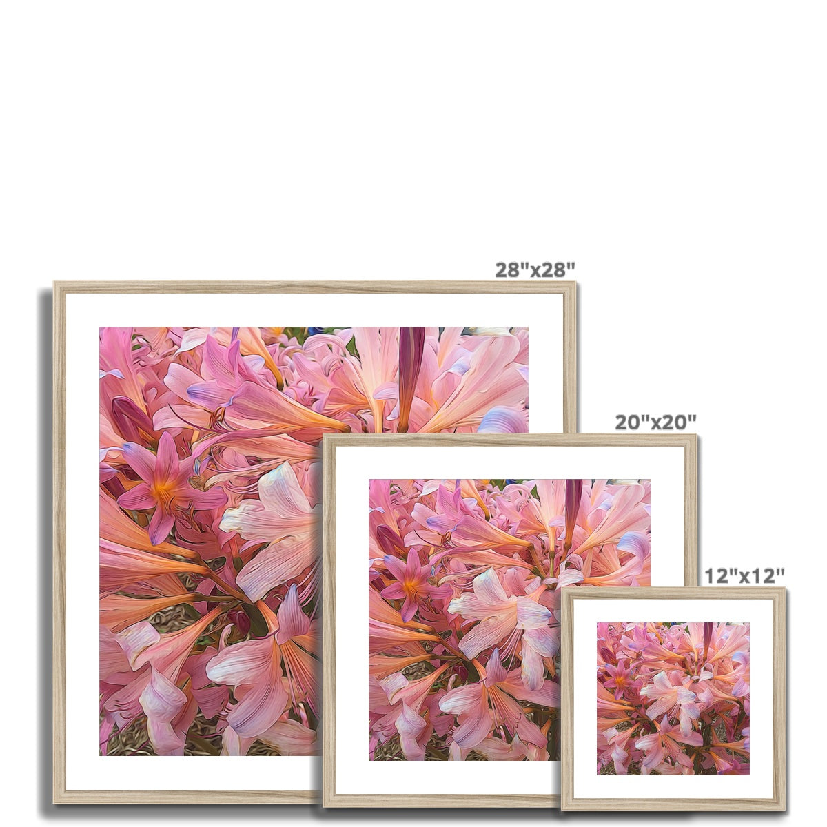 Pink Amaryllis Framed & Mounted Print