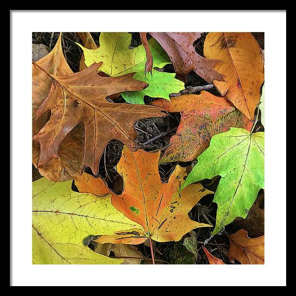Early October Leaves 1 - Framed Print