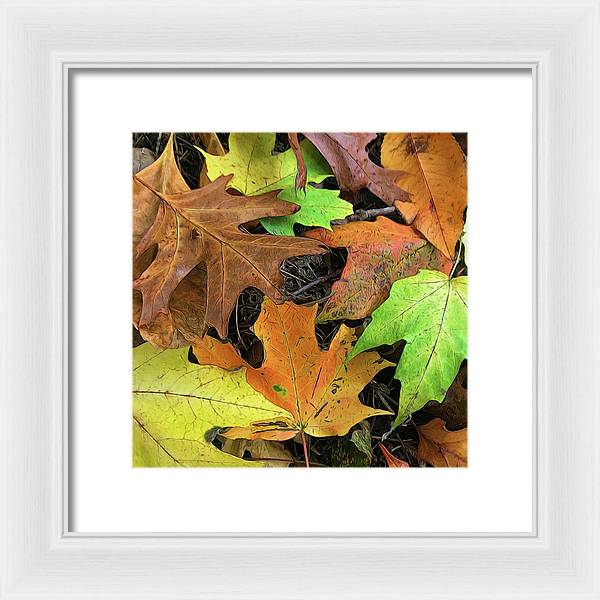 Early October Leaves 1 - Framed Print