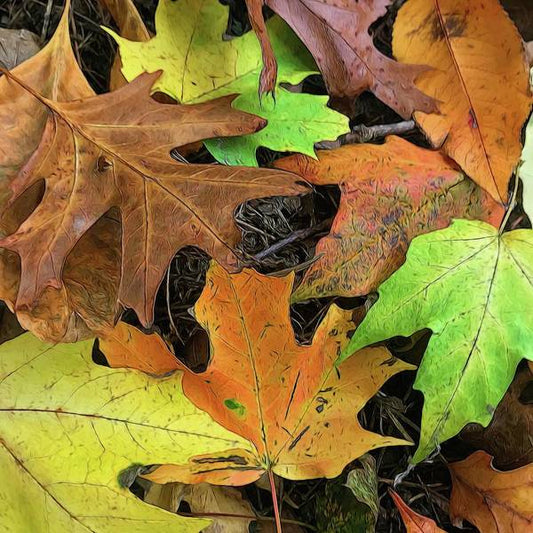 Early October Leaves 1 - Art Print