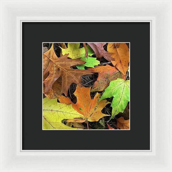 Early October Leaves 1 - Framed Print
