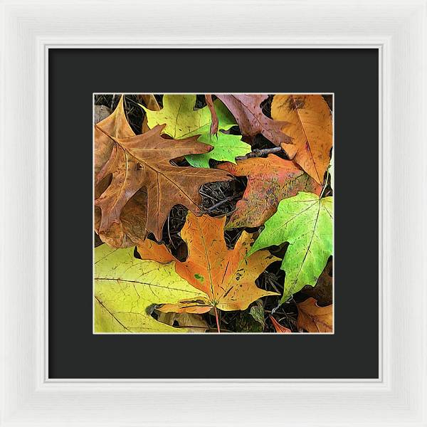 Early October Leaves 1 - Framed Print