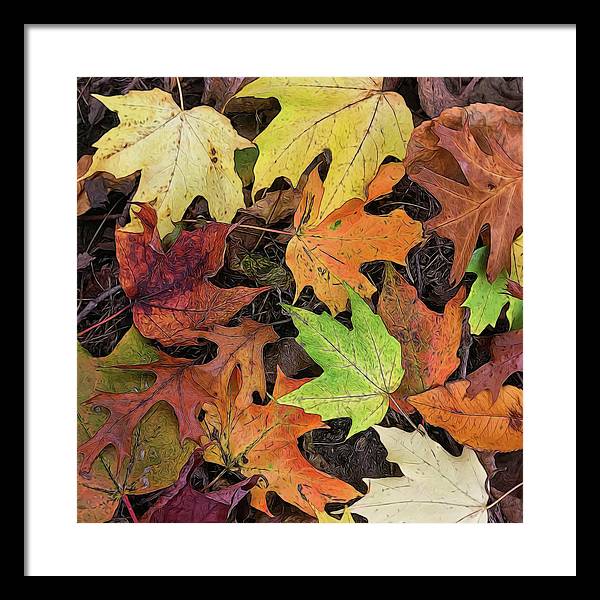 Early October Leaves 3 - Framed Print