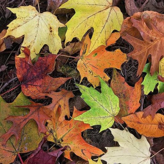Early October Leaves 3 - Art Print