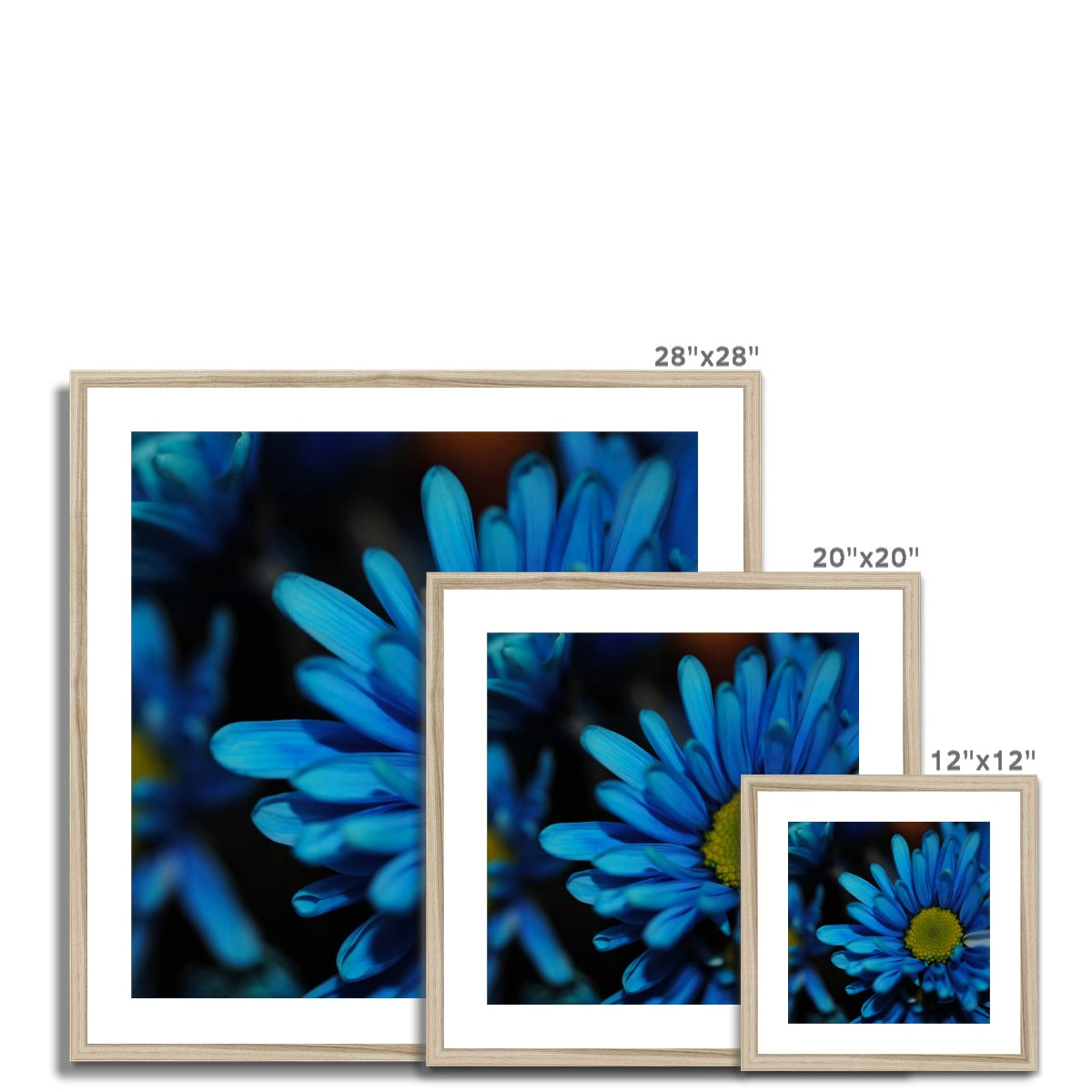 Blue Daisy Framed & Mounted Print