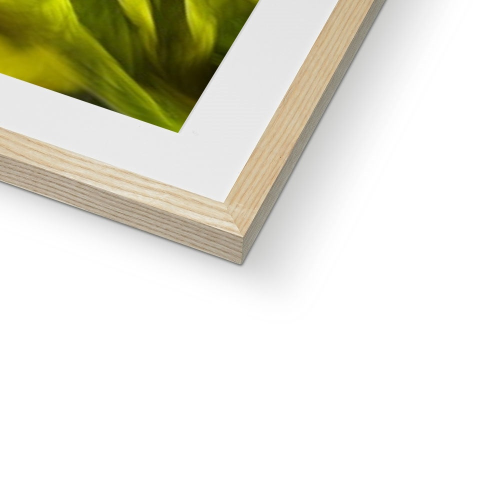 Abstract Yellow Daffodils Framed & Mounted Print
