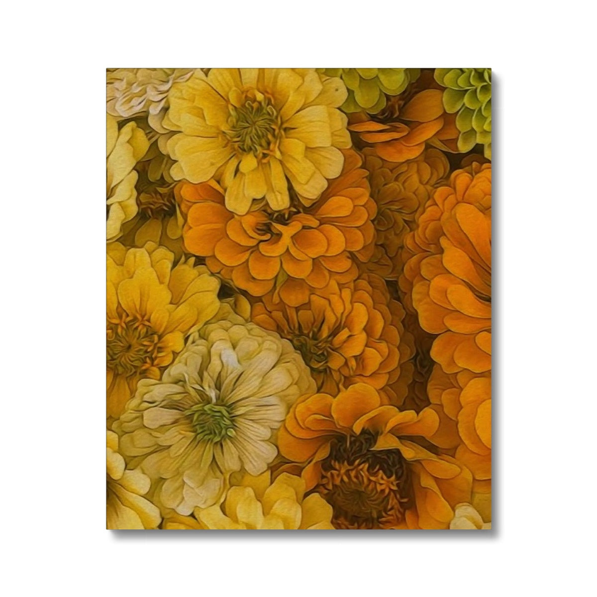 Yellow Zinnias Canvas