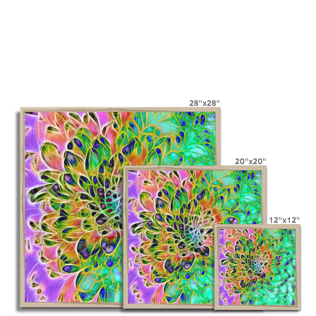 Abstract Peacock Chrysanthemum Framed Print
