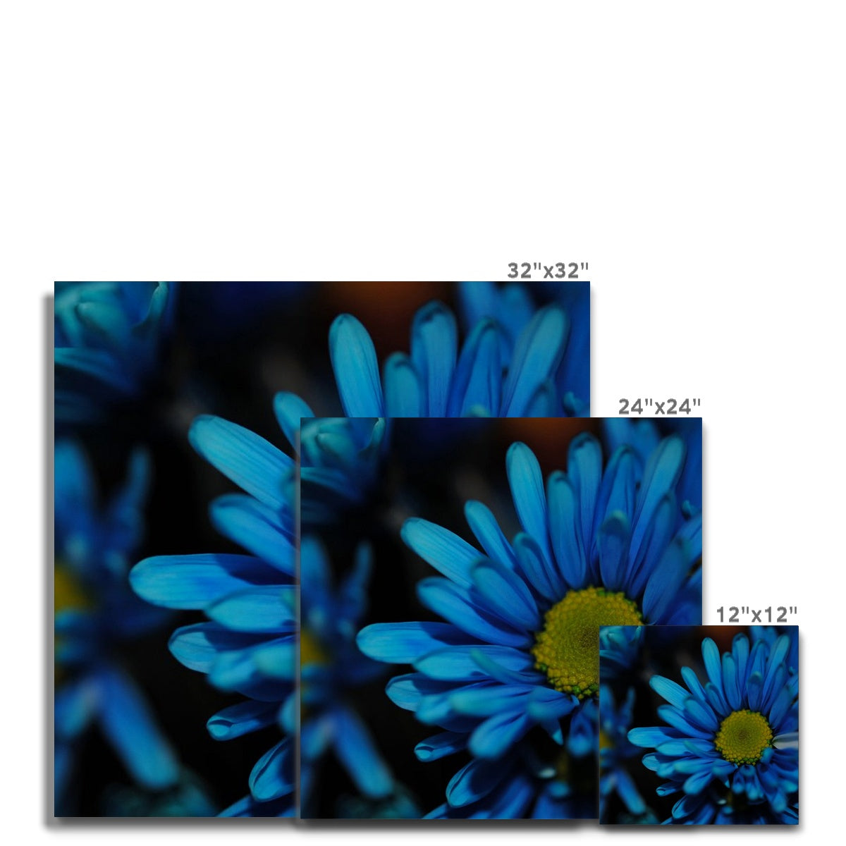 Blue Daisy Canvas