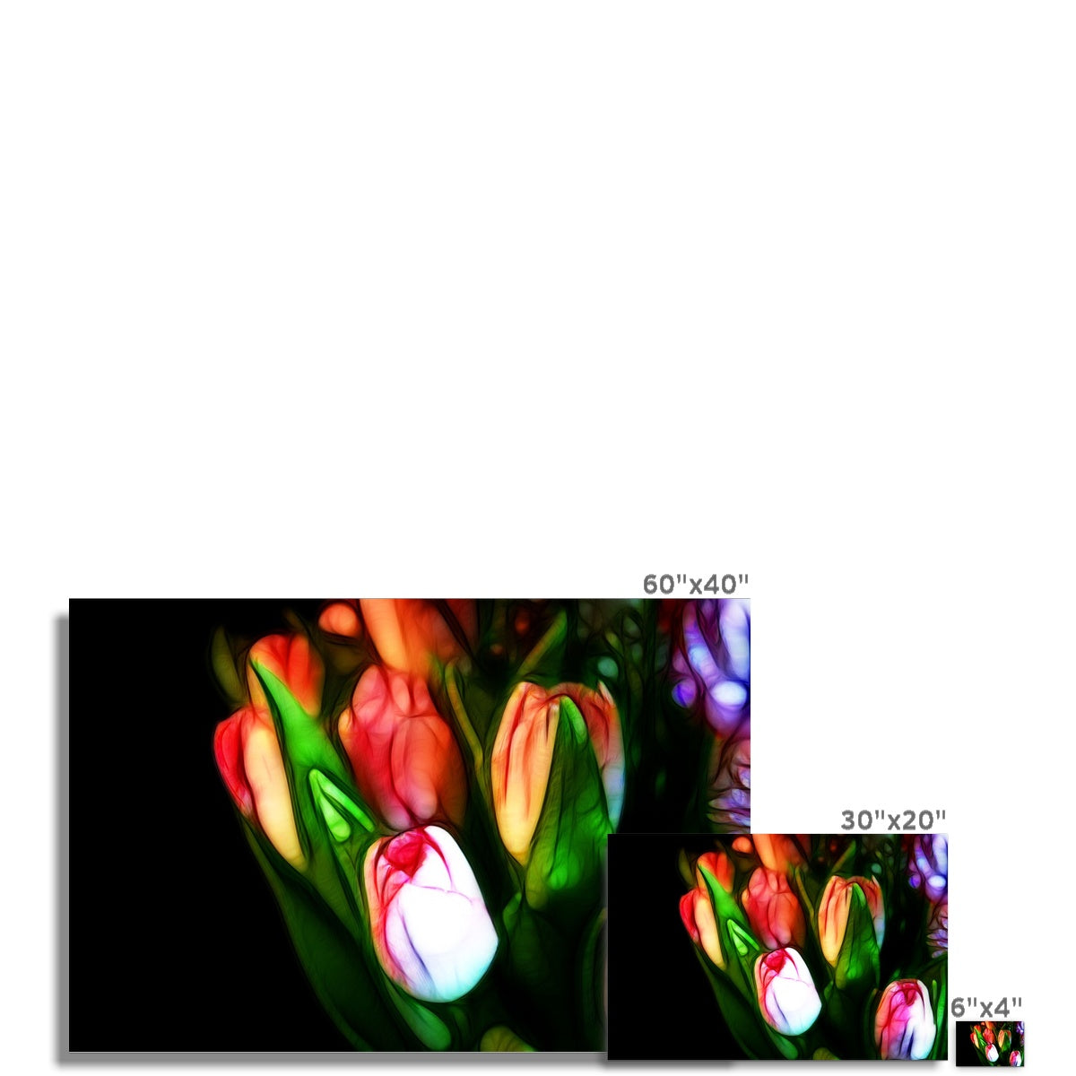 Pink Tulips Hahnemühle Photo Rag Print