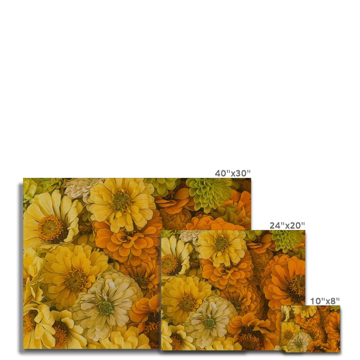 Yellow Zinnias Canvas