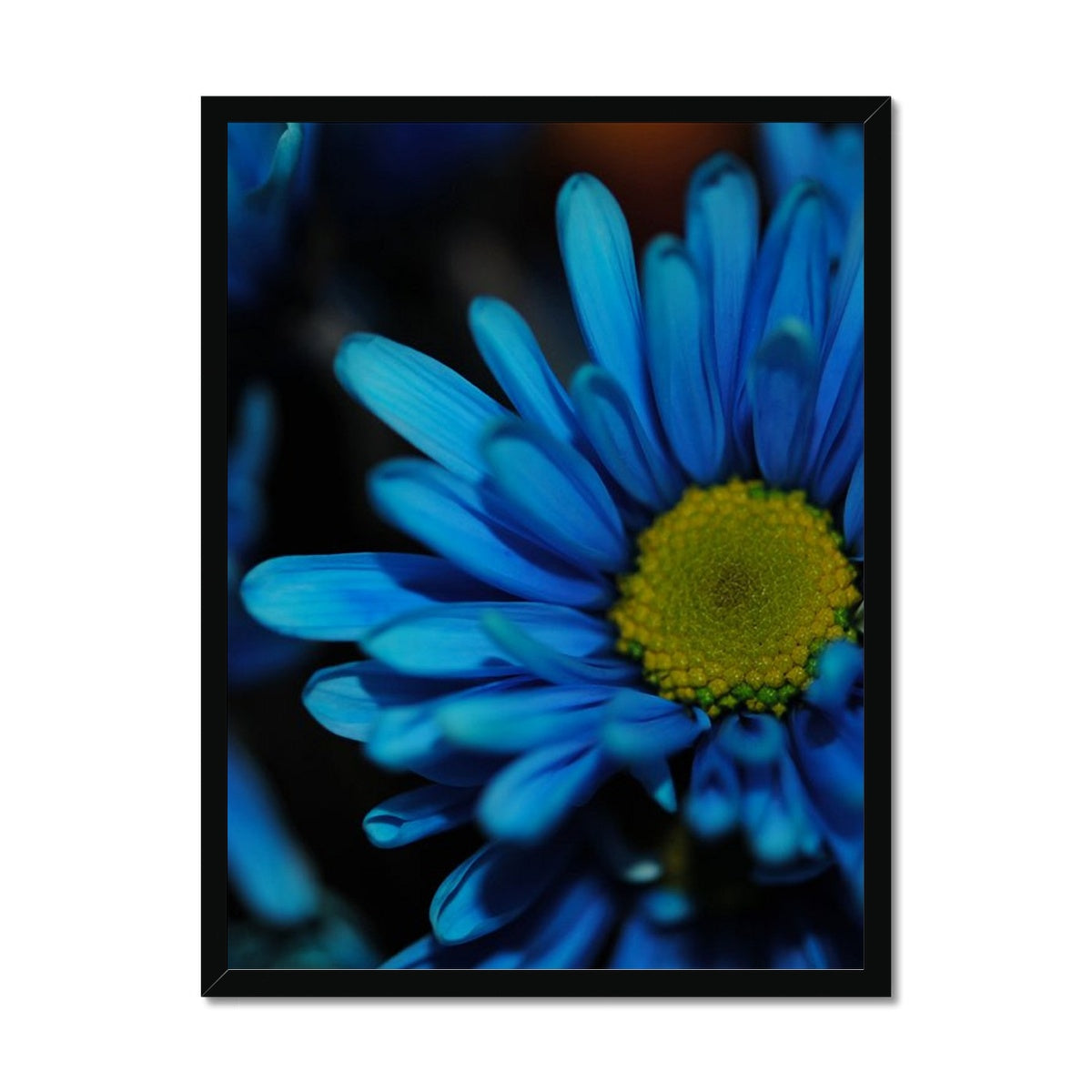 Blue Daisy Framed Print