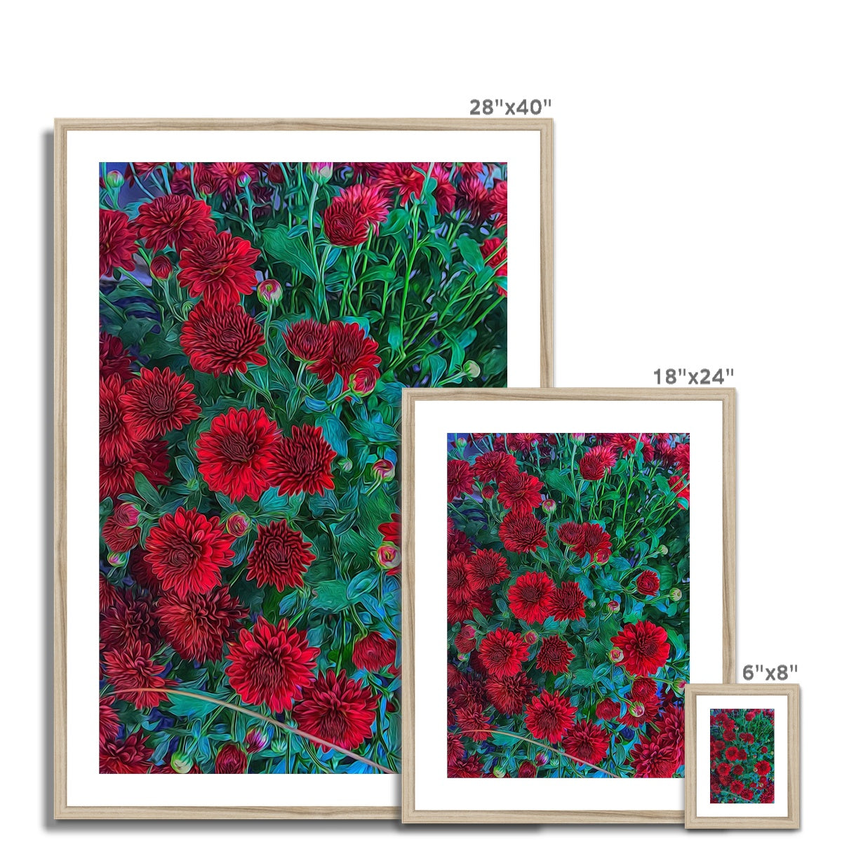Red Mums Framed & Mounted Print