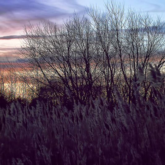 Fall Sunset In A Grassy Field Digital Image Download