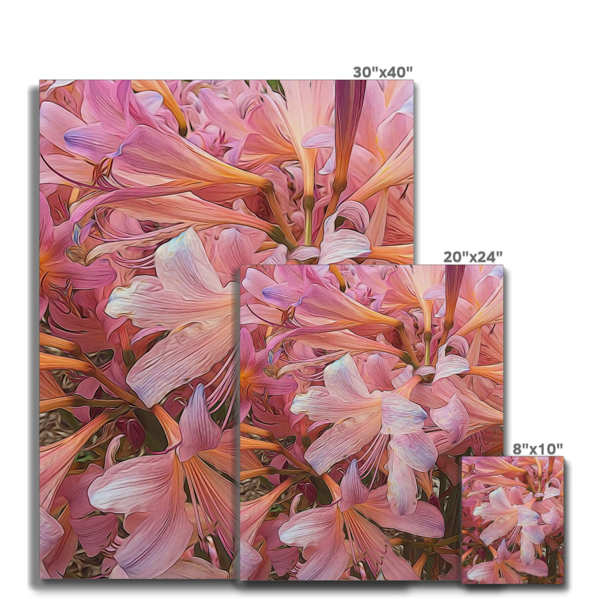 Pink Amaryllis Canvas