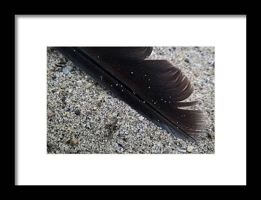 Feather On The Beach - Framed Print