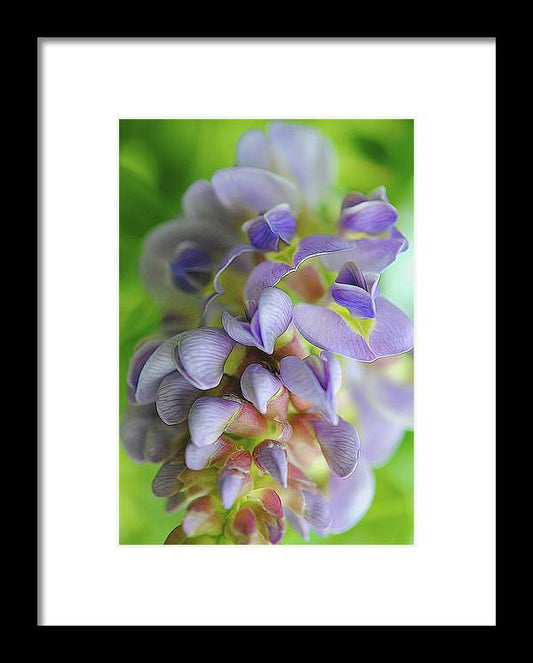 Flowers 2024 - Framed Print