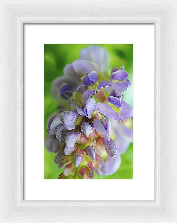 Flowers 2024 - Framed Print