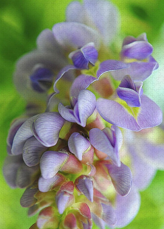Flowers 2024 - Puzzle