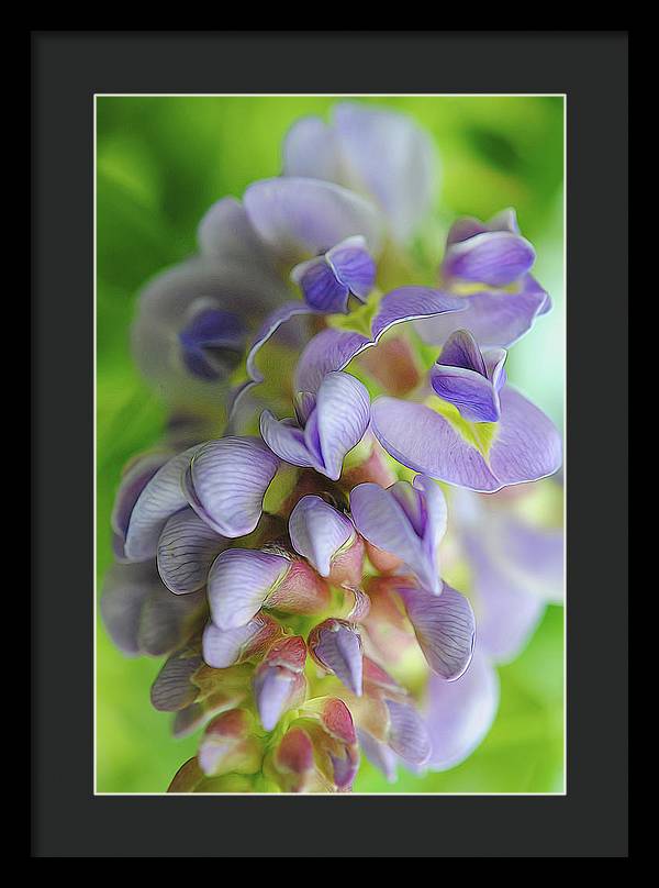 Flowers 2024 - Framed Print
