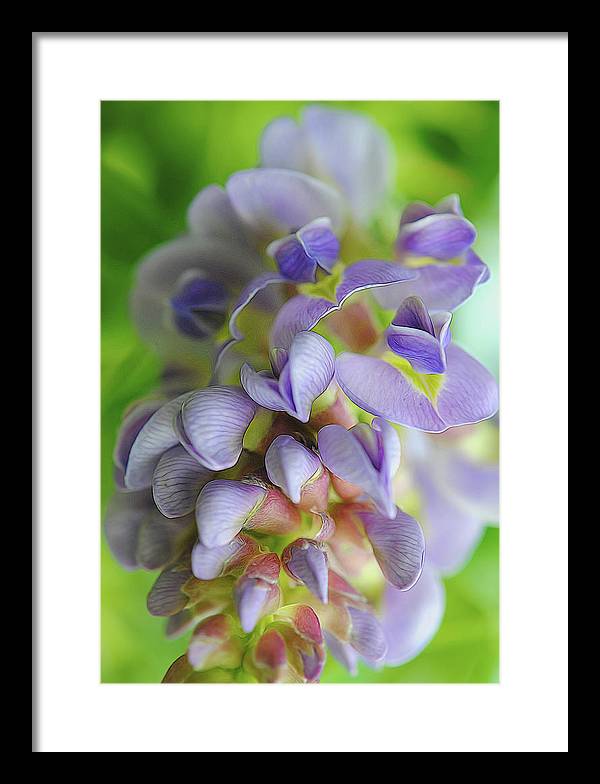 Flowers 2024 - Framed Print