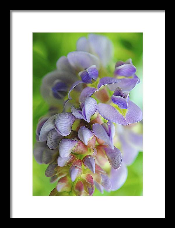 Flowers 2024 - Framed Print