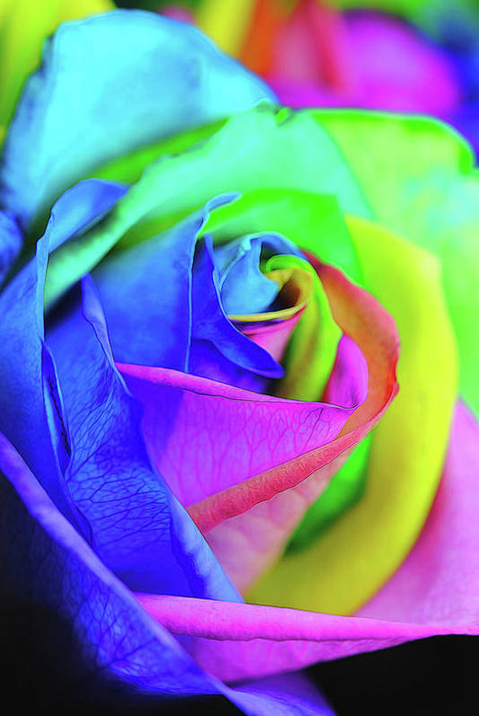 Flowers 2337 - Art Print