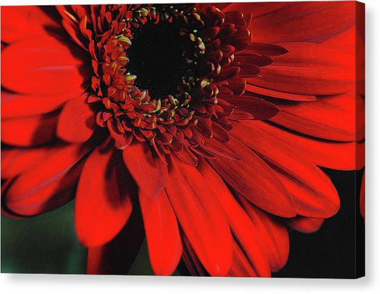 Flowers 2406 - Canvas Print