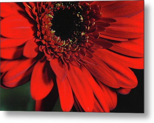 Flowers 2406 - Metal Print