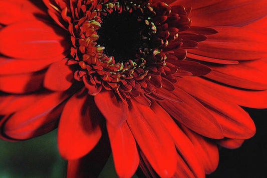 Flowers 2406 - Art Print