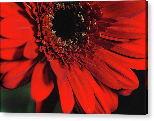 Flowers 2406 - Acrylic Print