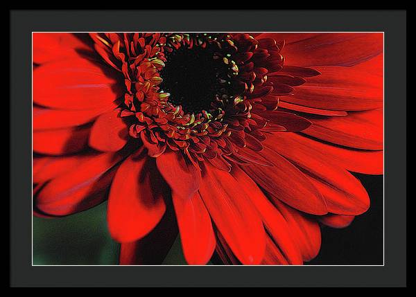 Flowers 2406 - Framed Print