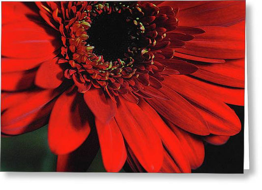 Flowers 2406 - Greeting Card