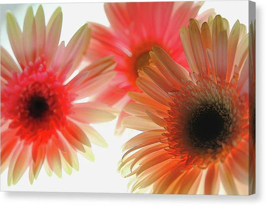 Flowers 2602 - Canvas Print