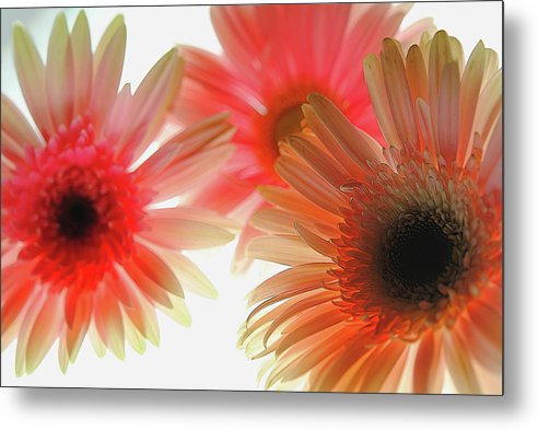 Flowers 2602 - Metal Print