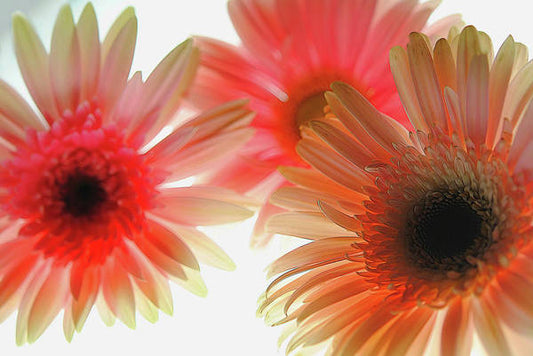 Flowers 2602 - Art Print